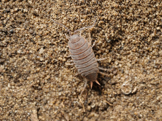 Closeup of the nature of Israel - woodlice on the sand
