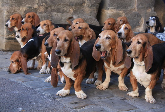Basset art&eacute;sien