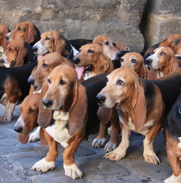 Basset art&eacute;sien