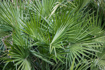 beautiful green palm branches close up in high quality