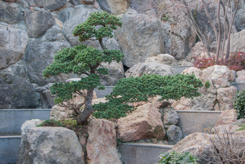 Bonsai on a rocky slope in high quality