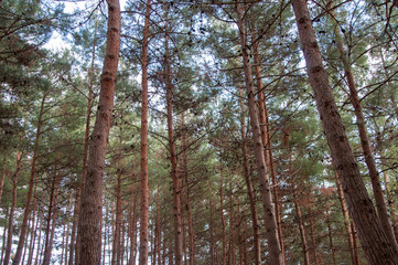 view from the bottom of the pine forest in high quality