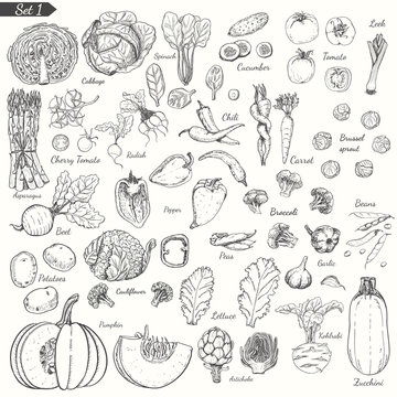 Big Set Of Vegetables In Sketch Style