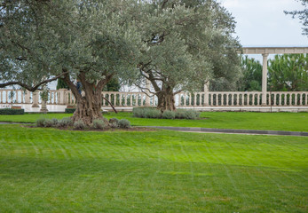 olive trees and lawn in an exotic park in high quality
