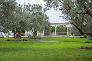 olive trees and lawn in an exotic park in high quality