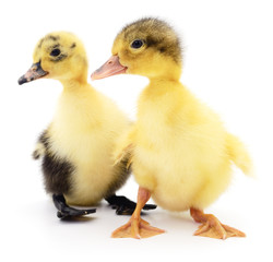 Two yellow ducklings.