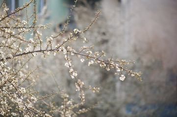 Spring blossoms