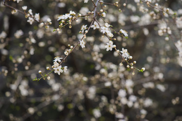 Spring blossoms