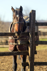 Beautiful mare looking over wooden rustic fence on a cold winter day