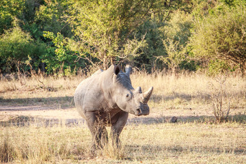 White rhino starring at the camera.