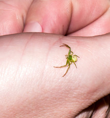 The green Spider.