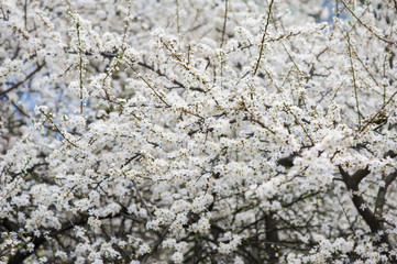 Spring blossoms