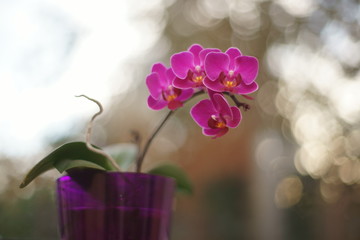 Fototapeta na wymiar Purple Orchid.