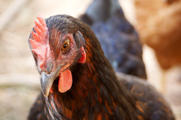 Hen
