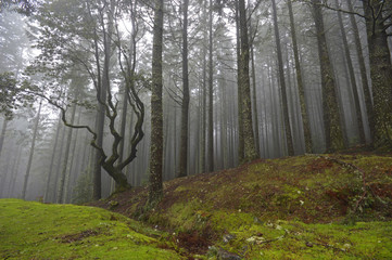 Misty forest