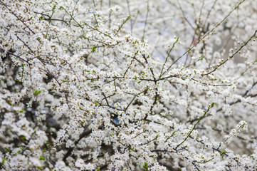 Spring blossoms