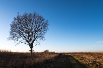 Fototapeta premium Lone tree by a country roadside