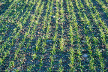 Fresh green corn plants © olandsfokus