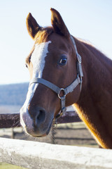 Head shot of a saddle horse at corral fance