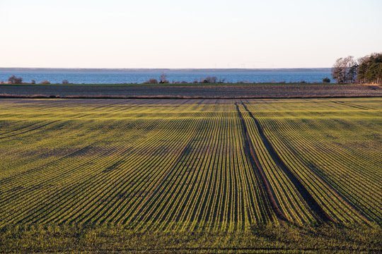 Corn field with green symmetric rows