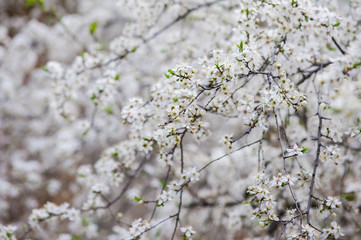Spring blossoms