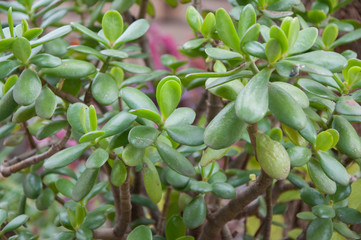 tree Crassula leaves close up in high quality