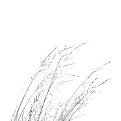 Realistic grass silhouette (Vector illustration).ai10