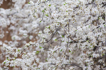 Spring blossoms