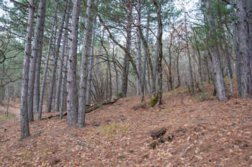 beautiful fairy autumn forest in the mountains in high quality