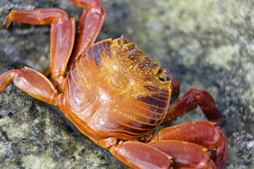 Galapagos Orange Crab