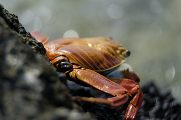 Galapagos Orange Crab
