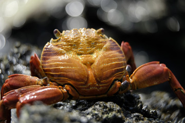 Galapagos Orange Crab
