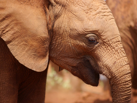 Baby Elephant Portrait