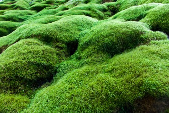 Velvet grass cheap