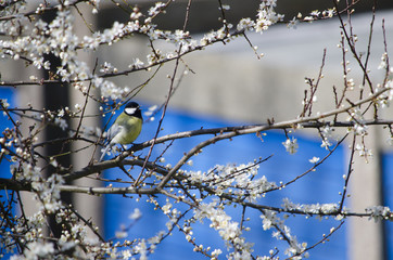 A singing great tit on a blooming tree in spring 