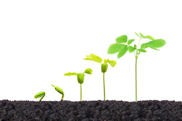 Agriculture. Nurturing young baby plants growing in germination sequence on fertile soil isolated
