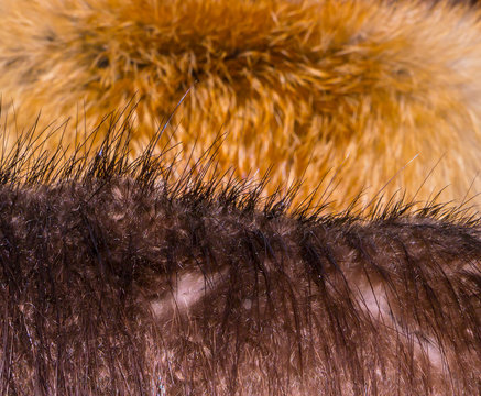 The Fur texture.