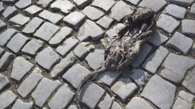 Decayed rat on cobblestone street