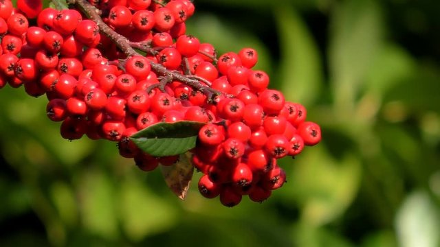 Cluster of bright red berries on a swinging cotoneaster cornubia bush branch, blurred green background, selective focus