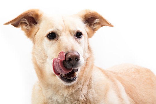 Bettelnder Hund