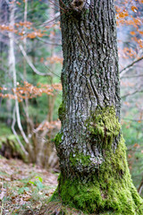 Baumstamm mit Moos bedeckt