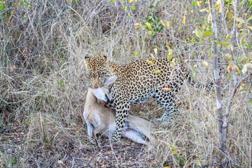 Leopard with a Duiker kill.