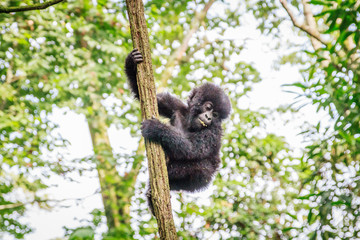 Baby Mountain gorilla playing in a tree.