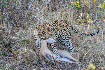 Obraz premium Leopard with a Duiker kill.