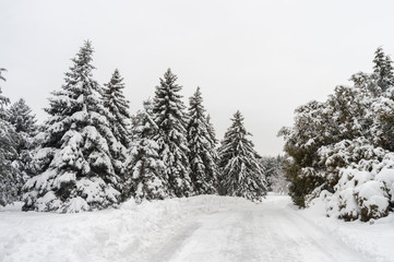 Winter snowy landscape in Montreal, Quebec (Botanical Garden)