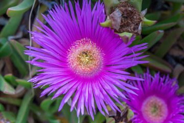 Obraz premium Delosperma flower on the beach