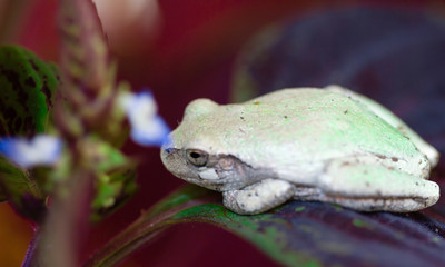 Frog sitting on a leaf