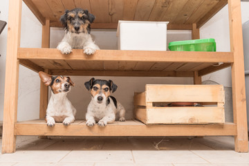 Dog beds arranged in the wooden shelf - jack russell terrier