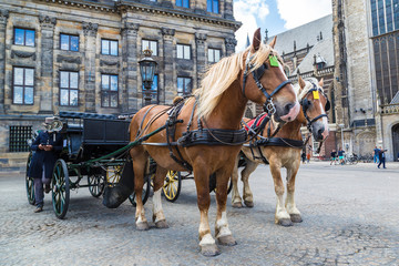 Fototapeta na wymiar The horses carriage in Amsterdam