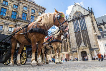 Naklejka na ściany i meble The horses carriage in Amsterdam